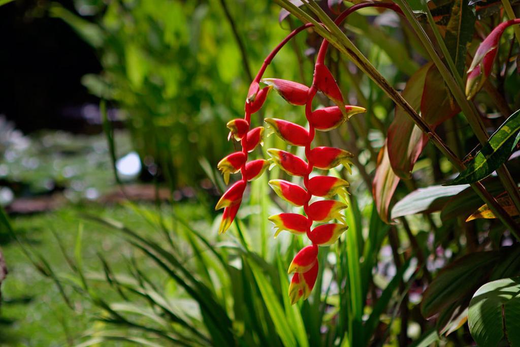 Villa Hibiscus Sanur Exteriér fotografie