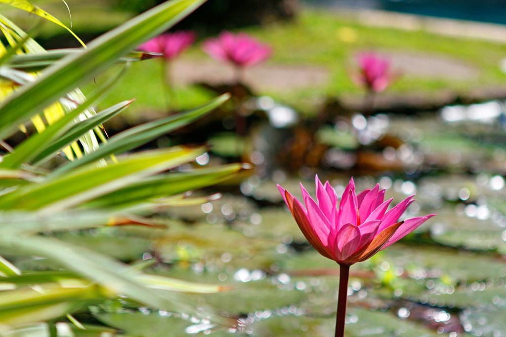 Villa Hibiscus Sanur Exteriér fotografie